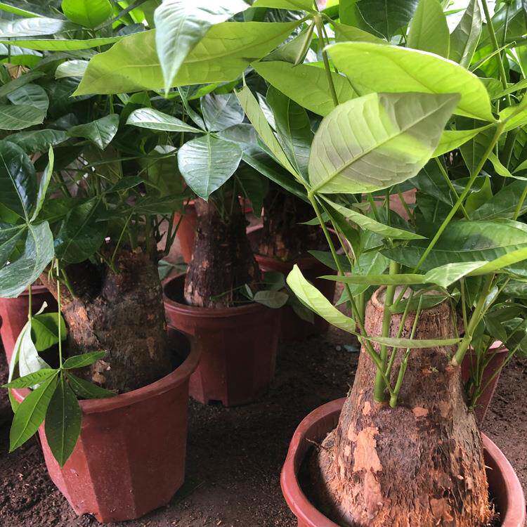 发财树栽绿植植物办公室客厅室内盆养盆花好卉大小招景财树金2305