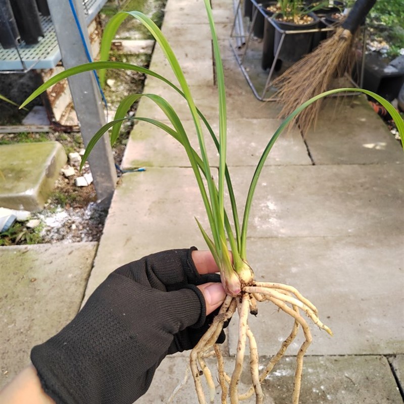 墨宝两新b苗浙江兰农翠花家自然养殖四季兰,建兰名品红花带兰花土