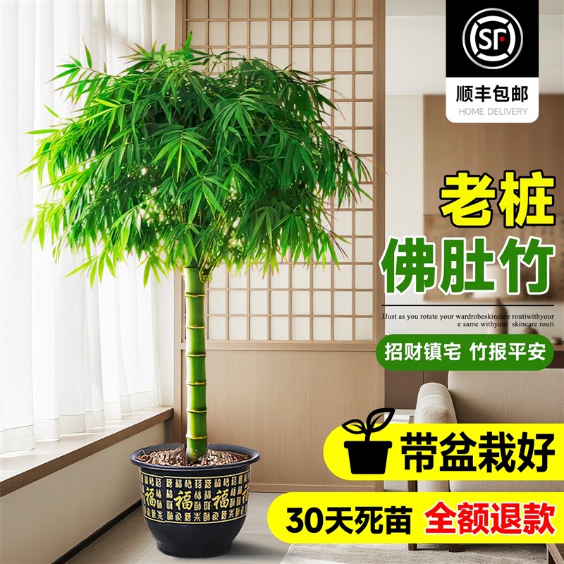 竹子盆栽佛肚竹老桩罗q汉竹盆景绿植树苗室内外办公室庭院观赏植