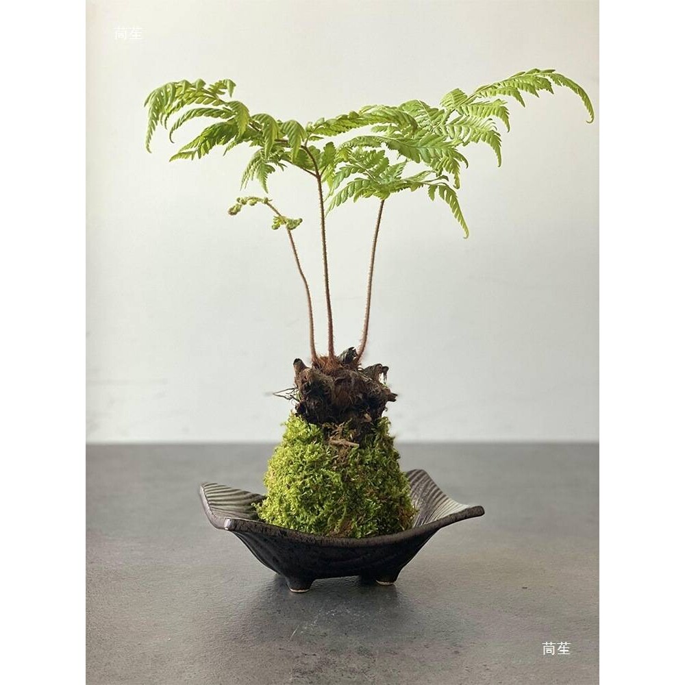 禅意水培苔藓球绿植花盆红磷蕨类创意陶瓷器皿无孔诧寂风简约大号
