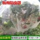 供应防虫网罩加厚蔬菜大棚防护园林池塘农用蚊帐式 网箱