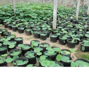 荷花盆营养钵睡莲盆水生植物盆加厚无孔塑料碗莲盆育苗杯营养杯