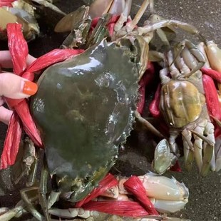 福建东山红鲟膏蟹一只8两左右鲜活螃蟹 活寄活收