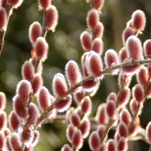 红猫柳 原生花毛柳树苗庭院花园阳台 花喜螺