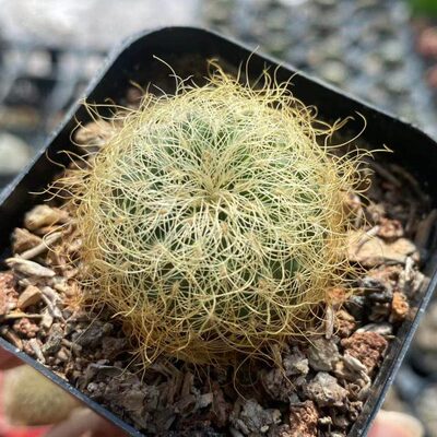 金刺圣丽丝仙人球自根稀有品种精品软毛不扎手开花仙人掌多肉植物