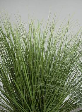 小草纯草盆草芦苇盆栽商H16073V场橱窗蒲装饰烛假水花