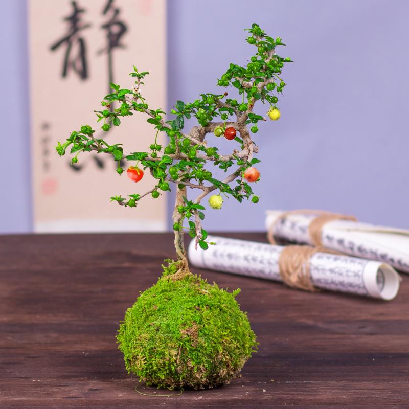 小叶结果福建茶盆景好养易活室内茶几阳台喜光绿植净化空气小绿植