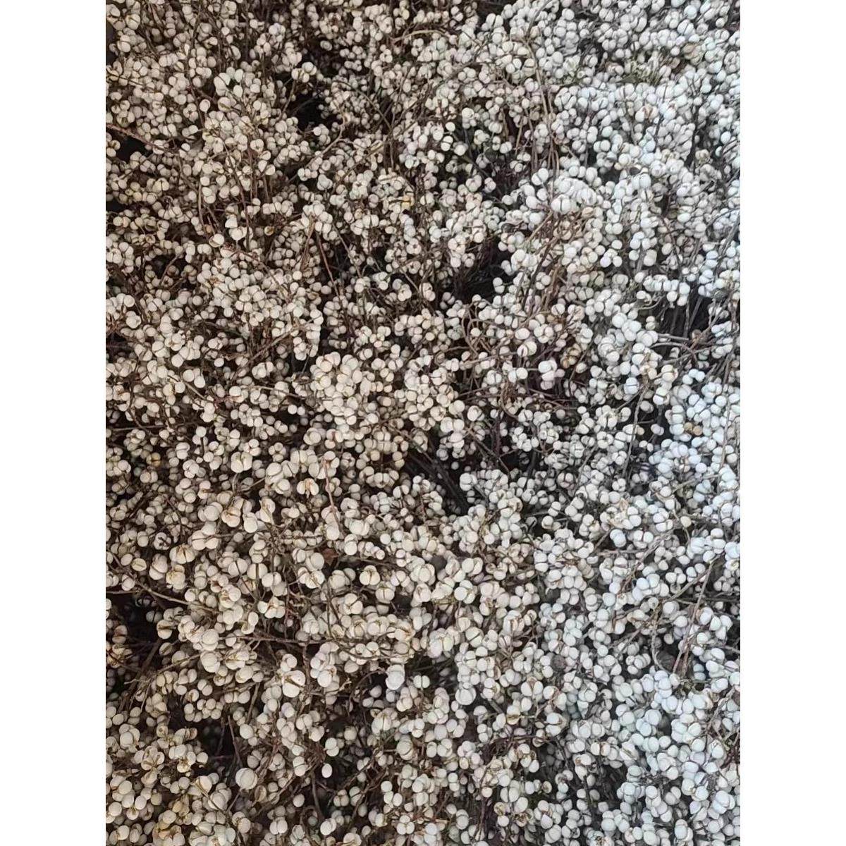 小白果乌桕果干花花束插花松树装饰树枝植物圣诞树北欧风花束干花