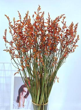火焰兰干干燥花喷泉草原生自然真花风干干花束客厅装饰插花干干燥
