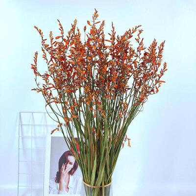 火焰兰干干燥花喷泉草原生自然真花风干干花束客厅装饰插花干干燥