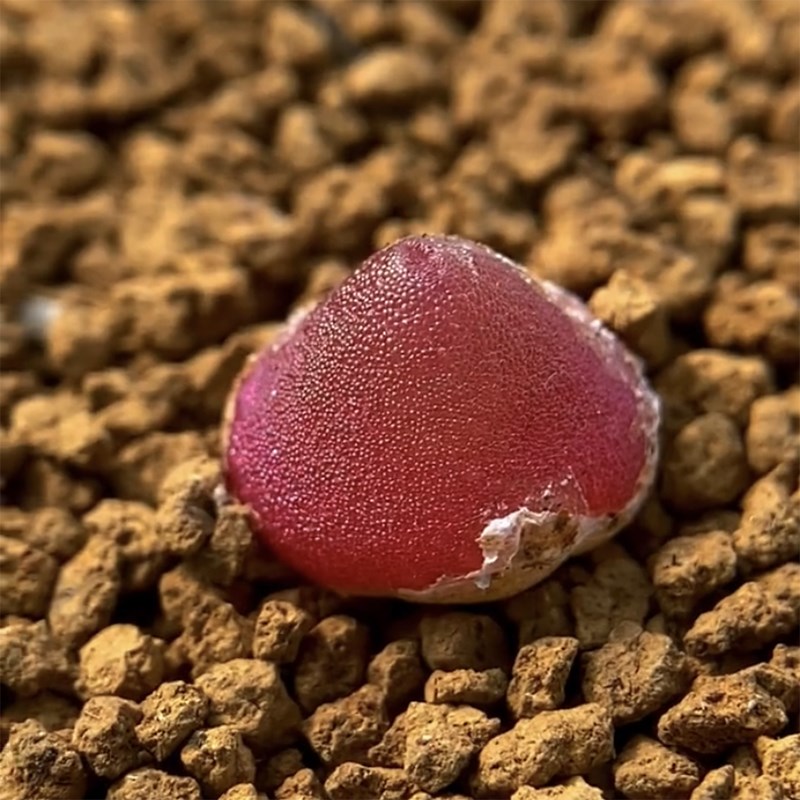 哈默灯泡肉锥磨砂窗两年小型种F番杏颗多肉植物肉出没园艺