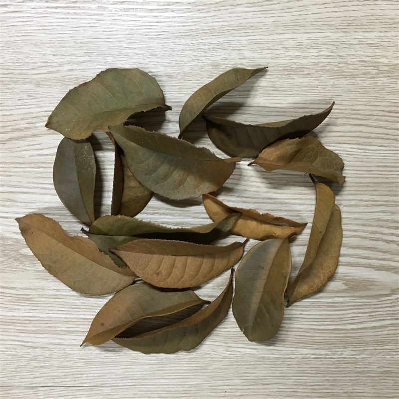 桂花树叶晒干圣诞藤环节庆装饰干花摆设装饰Q品拍照摄影道具手工