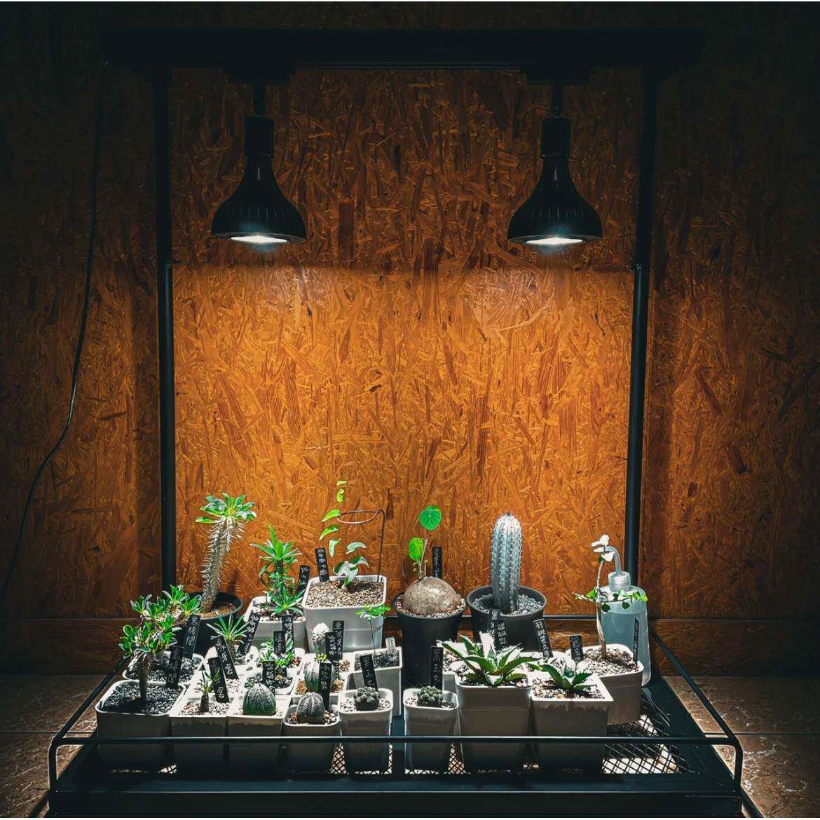 NBH栽D多肉花架可挂补光灯根多层盆日式块植物架盆花71354架子灯