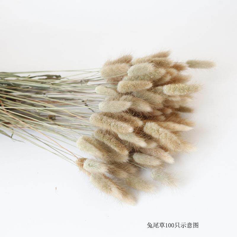 兔尾草狗尾巴草干花称DF053公斤卖产地香直供DIY材包薰蜡料家烛居