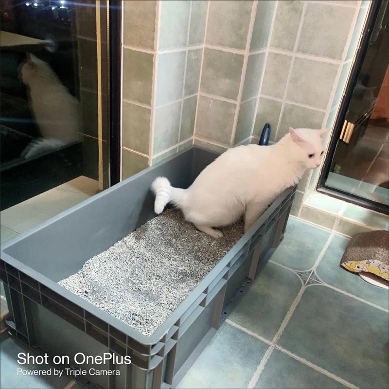 猫砂盆超大号80cm缅因猫60斤集装箱超级大特大号周转全开放40巨型