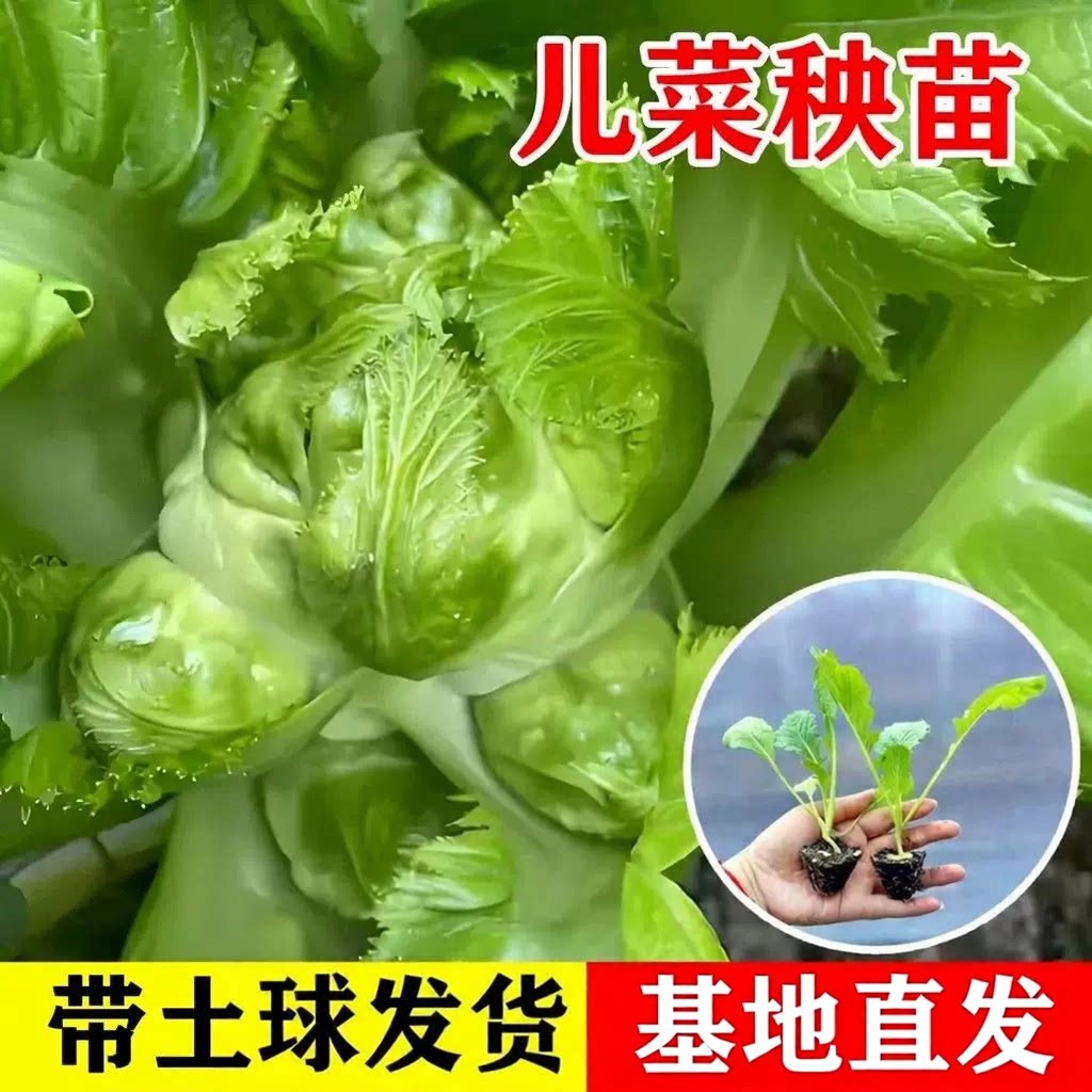 儿菜秧苗抱子芥菜苗种子阳台