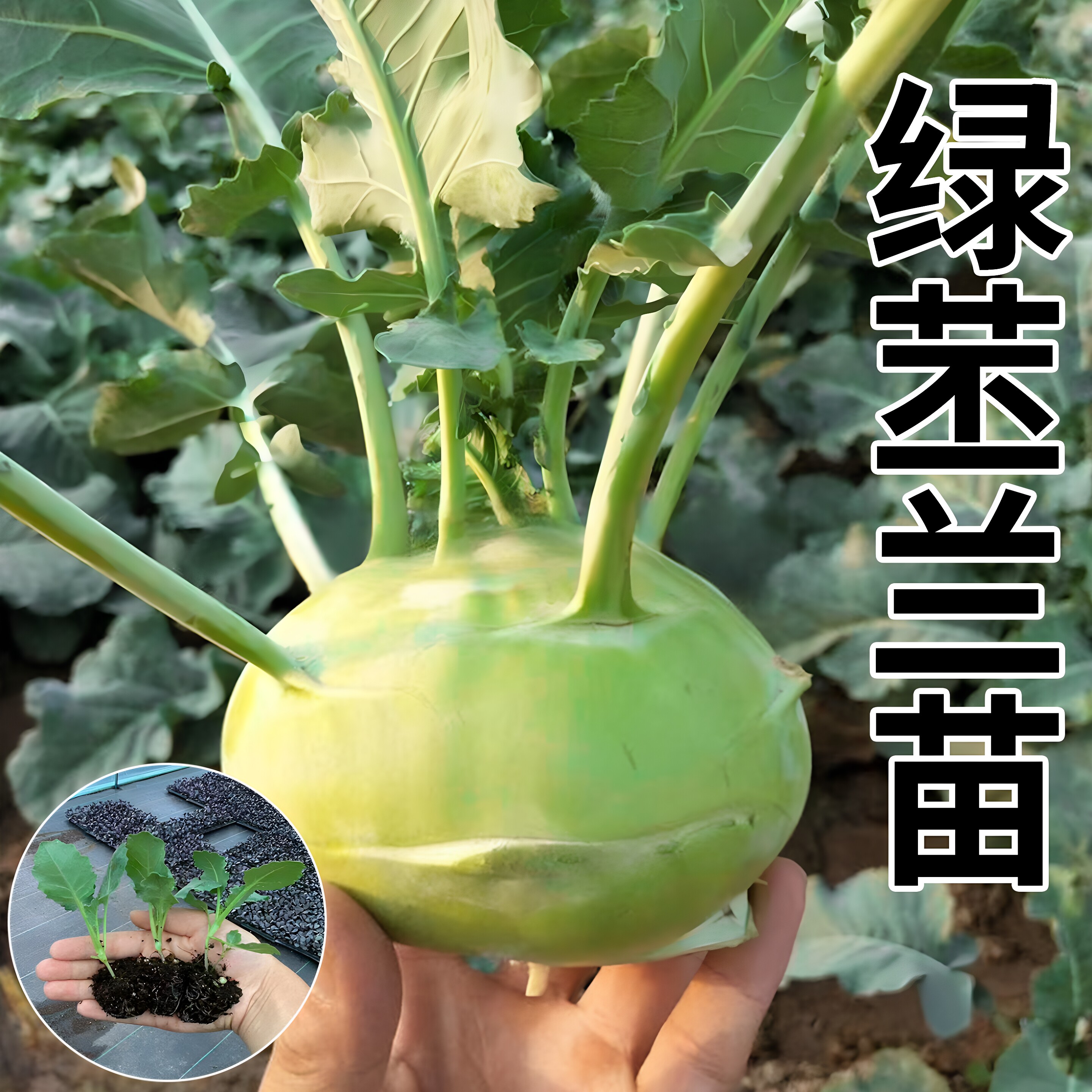 青苤蓝苗秧紫兰小水果阳台