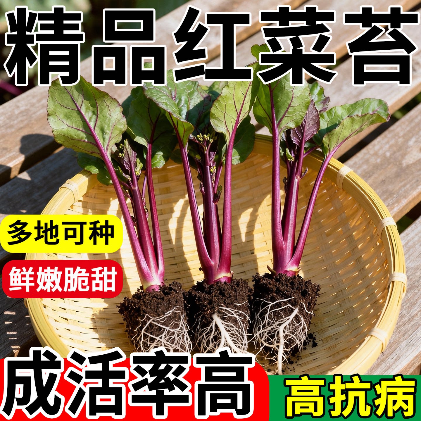 红菜苔秧苗紫菜苔菜苗正宗蔬菜苗基地幼苗耐寒老品种适合冬季
