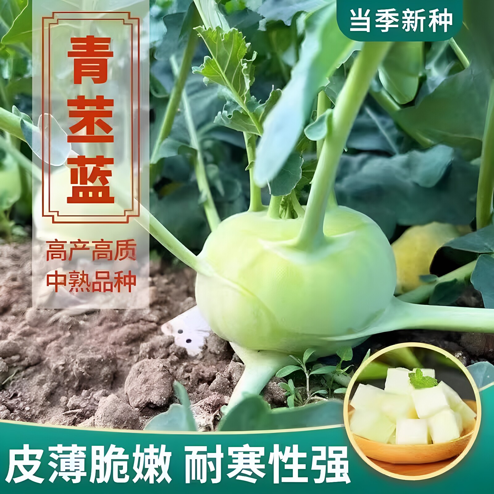 秋冬青苤蓝苗兰秧种籽孑