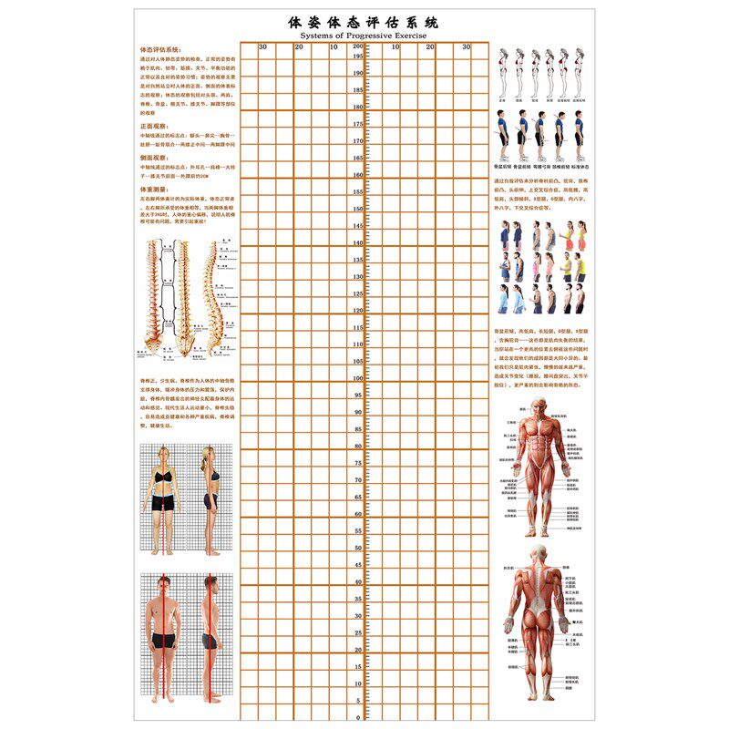 体态评估图健身房体测表瑜伽私教身体形体测评脊椎修复墙壁画装饰