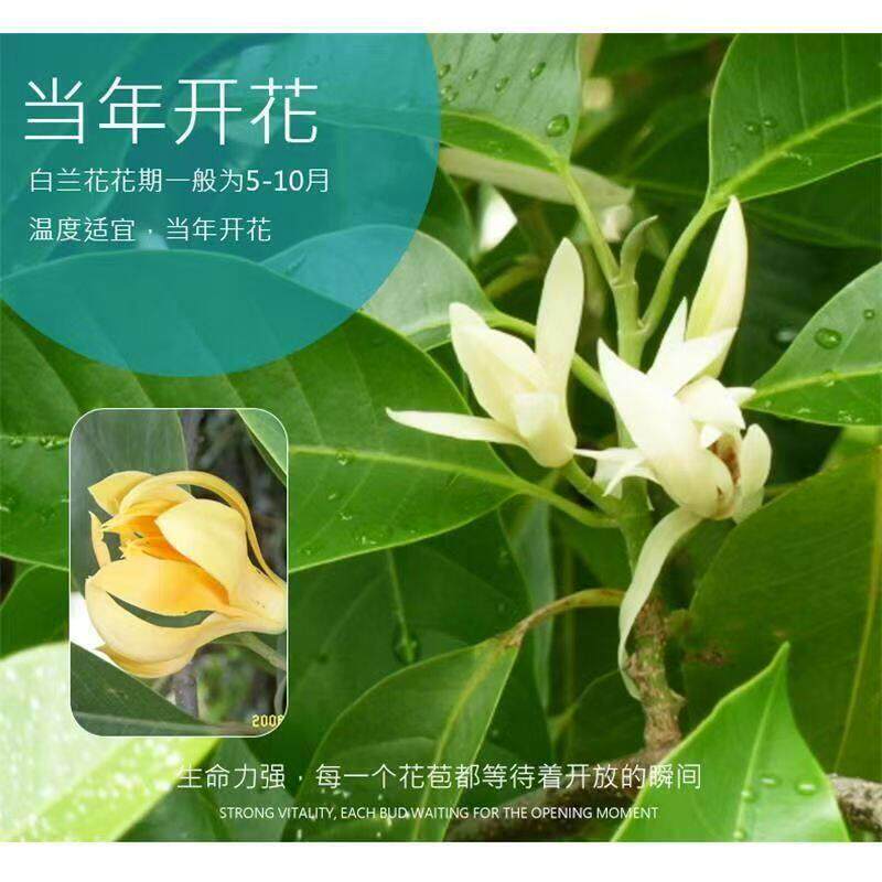白9858兰花盆栽花卉内玉兰树苗带苞黄角浓香兰室花苗花大四季开花