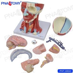 头部肌肉型脑解剖模476头骨颈部教学可10部件拆英文说明大标数字