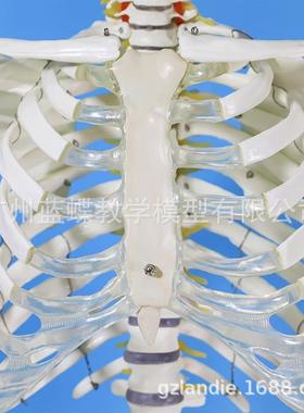 成人一比227一准人体骨模骼180CM标医艺用大骨骼模型型纯白色骨架