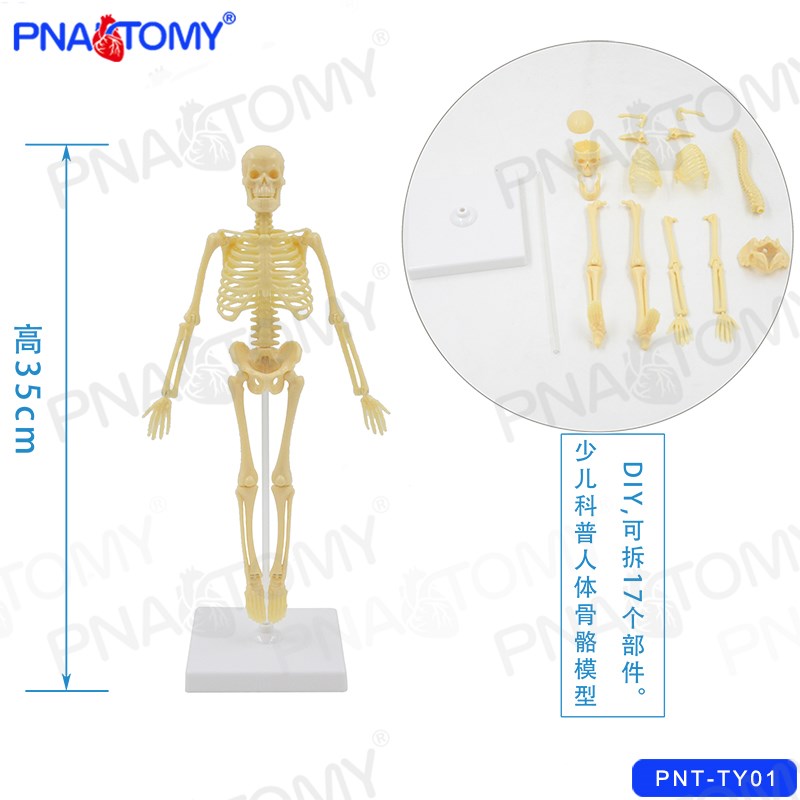 儿童科学实验玩具科技小制作拼装认识人体骨骼模型幼儿园益智DIY