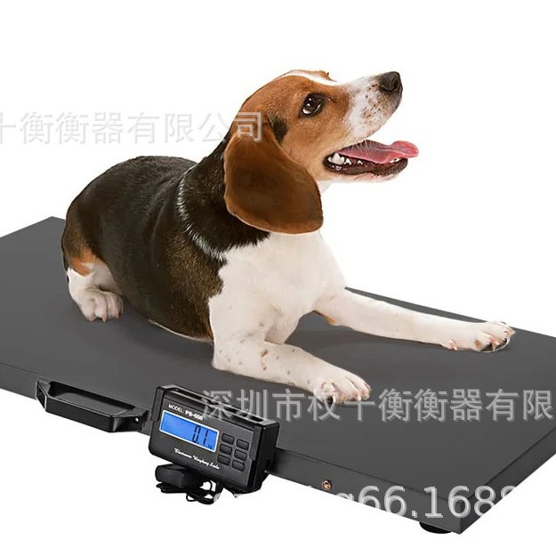 专业生产销售宠物畜牧电子秤电子台秤 动物体重秤 工业级别标准