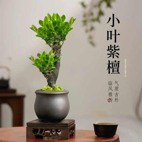 小叶紫檀盆景树苗老桩盆栽绿植物室C内办公室客厅桌面好养易活花