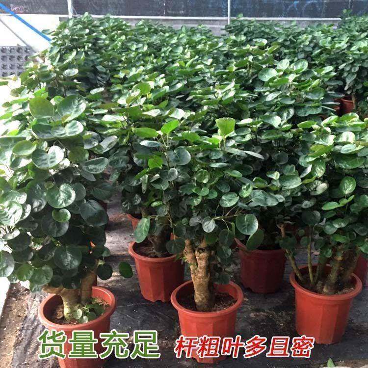 金钱兜盆栽老other易桩盆景室内客厅四季常青金树招财树好绿养植