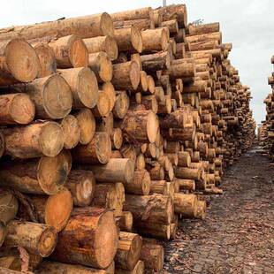 林场直发河防油汛打道桩落叶松松杉木原木320木米4米松木桩6米