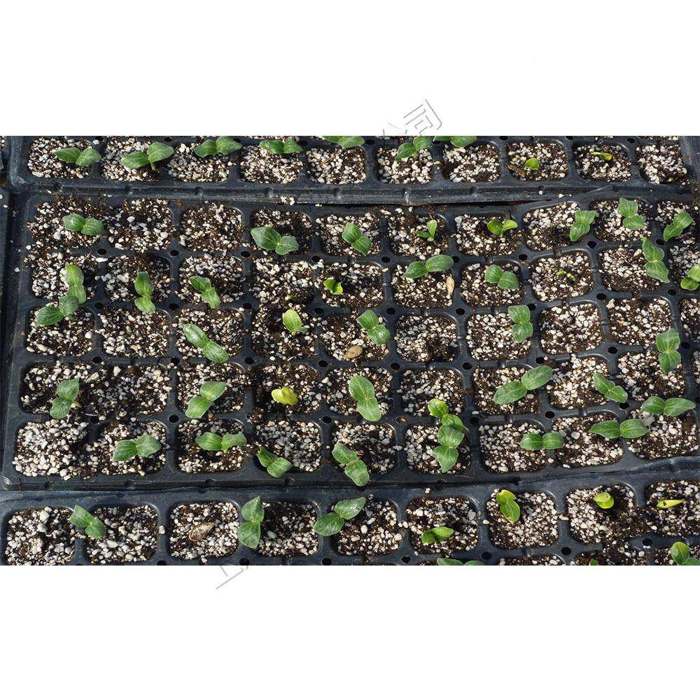 蔬穴苗盘育播种机全自动穴盘育苗点种NKO机漂盘铺土压穴播种菜机,农机/农具/农膜,播种栽苗器/地膜机,淘宝优惠券,粉丝福利购,淘宝优惠卷