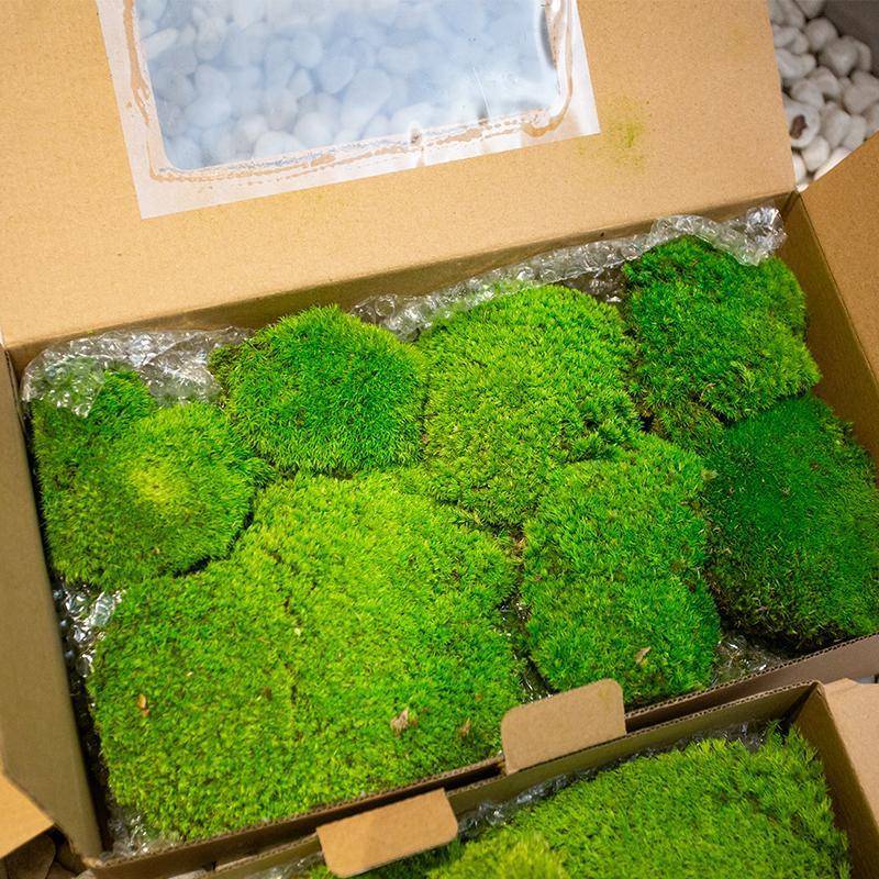 青苔苔造室内微观人造景草坪绿植墙藓植物墙面绿假苔藓块化装饰苔