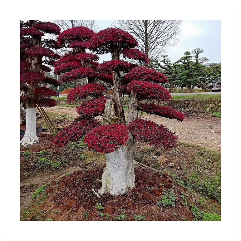 红花继木造型树耐寒冷红继木点缀于园林陆地量大从优