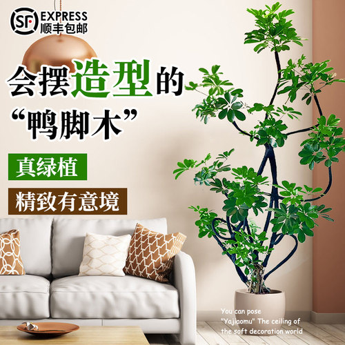 造型鸭脚木客厅大盆栽鸭掌u木鹅掌柴室内落地式大型四季常青绿植