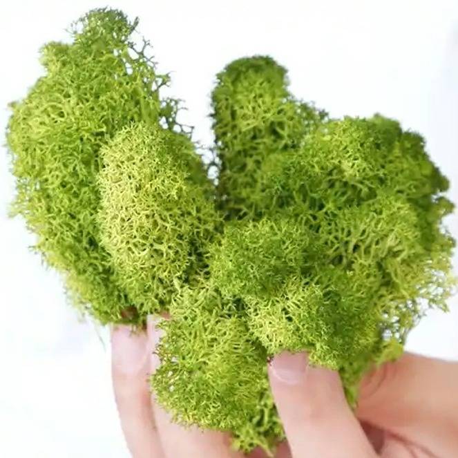 永生苔藓植物墙壁珊瑚草青苔盆景室内景观造景装饰绿色仿真保鲜花