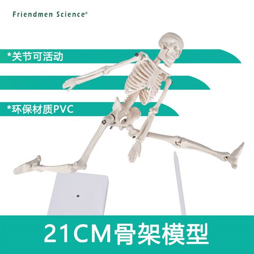 21cm人体骨骼模型骨架人体模型成人小骷髅S教学模型脊椎全身