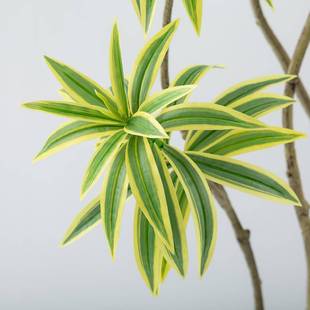 YJ-00136仿真绿竹植高级感金边百合落地植盆栽室内客装饰厅摆件假