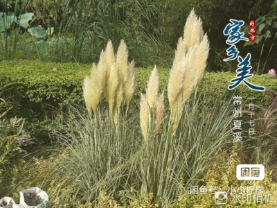 矮蒲苇【实物拍摄基地直发耐旱耐热庭院花镜花园别造景
