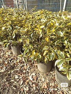 金边胡颓子【实物拍摄】庭院金色结果开花四季常绿好养耐寒耐热