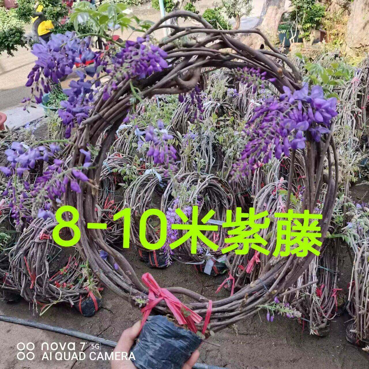 紫藤花055热苗墅8-10米超长树爬藤盆栽地栽爬墙别庭院遮阳耐寒耐
