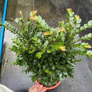 花卉植250#盆物老熟桩小叶檀黑檀景树桩盆栽客厅办公桌面室室内绿