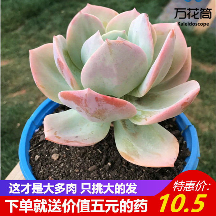 清棚多肉植物大株老桩 白凤 大棵巨型多肉植物 U室内办公室绿植