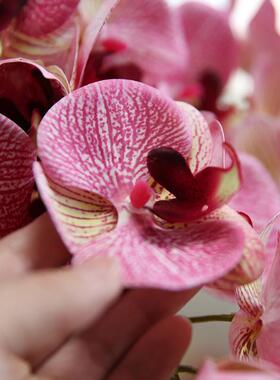 手感蝶蝴兰景假花仿真花室内艺摆设客厅轻奢高档假花花盆装202301