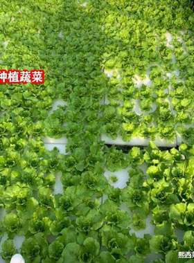 绿化培水稻栽培种植板土栽种植蔬菜水水面漂浮设备定植稻种水稻无