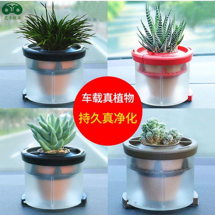 汽车摆件车载植物氧吧车