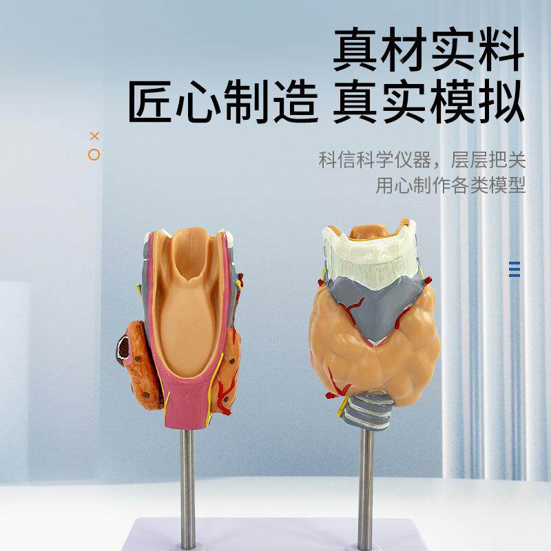 人体病甲腺模型甲亢理甲165低分泌系统内医学解状剖甲状腺喉头教