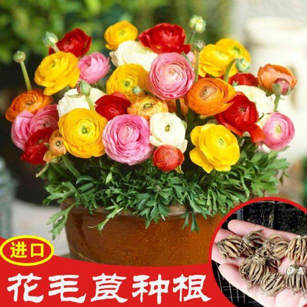 花毛莨种球进口重瓣花毛茛根茎种根洋牡丹波斯毛茛芹叶牡丹根茎