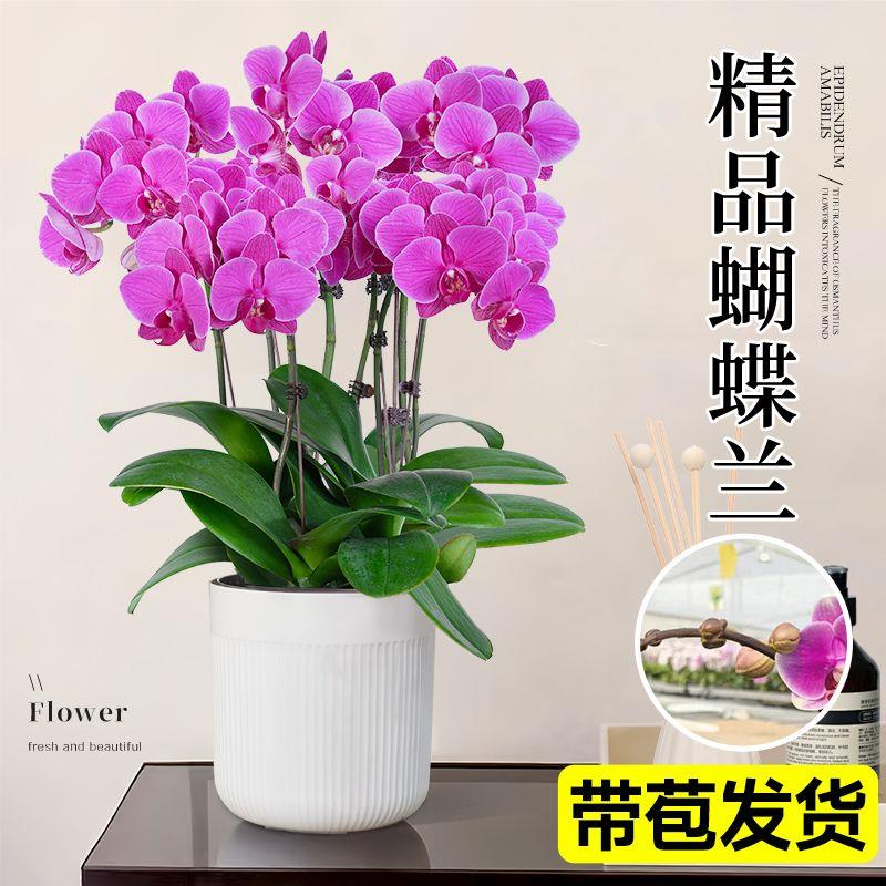蝴蝶兰带花盆栽年宵花卉